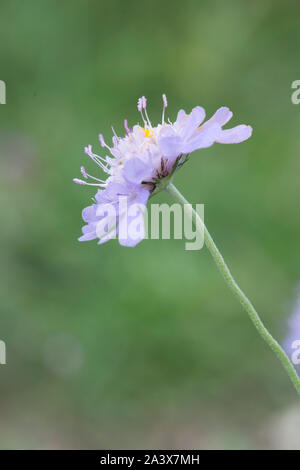 Small Scabious, Scabiosa columbaria,  Levin Down, Sussex, UK, August,