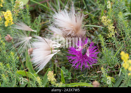 Dwarf Thistle, Stemless thistle, Cirsium acaule,  bee feeding, Levin Down, Sussex, UK, August, Stock Photo