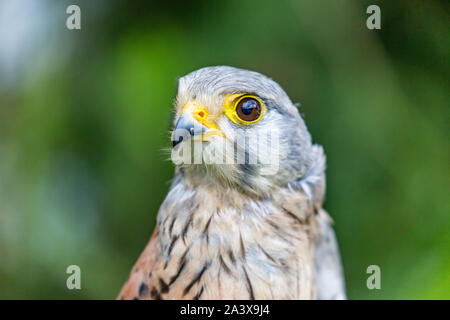 Close-up portrait of beautiful Lesser Kestrel, Latin Falco Naumanni, posing outside, blurred background in moody day. Small bird of Prey Stock Photo