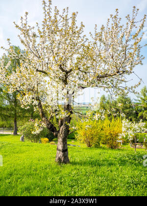Sour cherry tree in bloom time Stock Photo