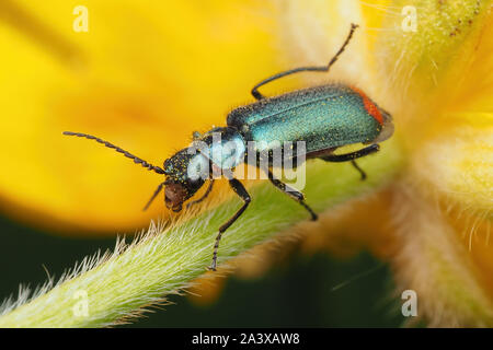 Common Malachite Beetle (Malachius bipustulatus) crawling on buttercup stem. Tipperary, Ireland Stock Photo