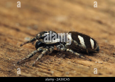 Side view of Zebra Jumping Spider (Salticus scenicus) on dead wood. Tipperary, Ireland Stock Photo