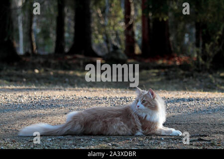 A creme tabby norwegian forest cat male lying in the middle of a country road near forest Stock Photo
