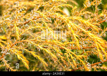 Decorative bush with yellow small flowers close-up for the background Stock Photo