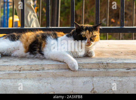 Cats of Malta - stray fluffy calico cat lying under the railing and lit by evening warm sunlight at Sliema promenade. Stock Photo