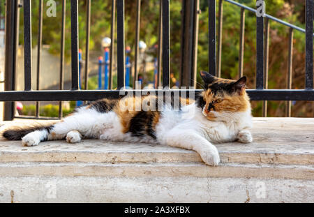 Cats of Malta - stray fluffy calico cat lying under the railing and lit by evening warm sunlight at Sliema promenade. Stock Photo