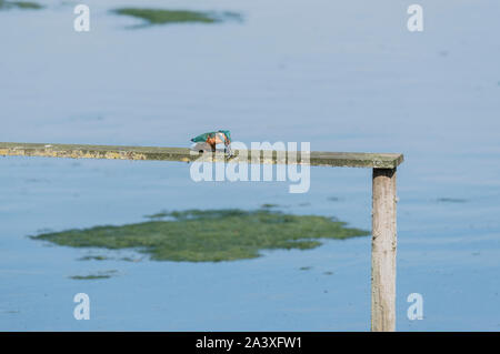 Juvenile male Kingfisher (Alcedo atthis) with a fish Stock Photo