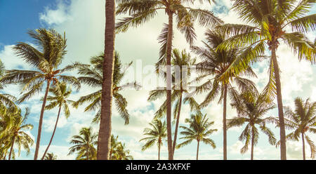 branches of coconut palms under blue sky, vintage retro style Stock Photo