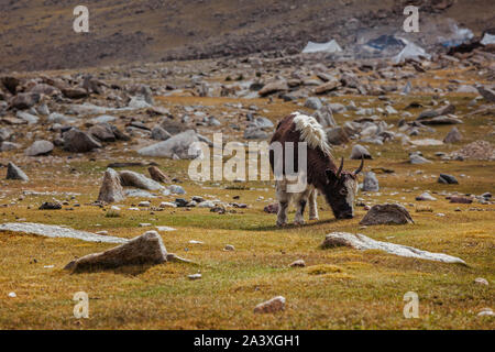 Yak grazing in Himalayas Stock Photo