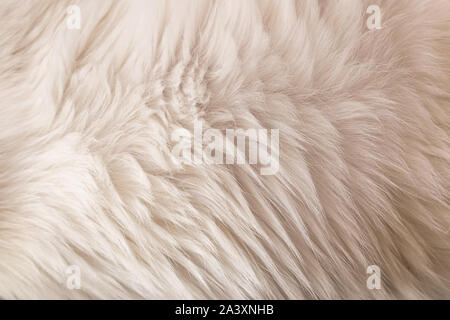 white grey soft hairy animal fur retro macro closeup texture background  Stock Photo - Alamy