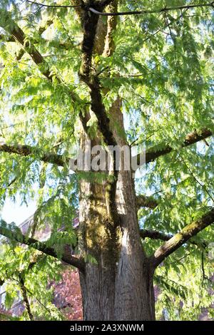 Metasequoia glyptostroboides - the dawn redwood tree. Stock Photo