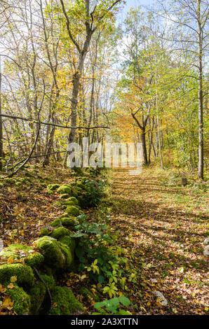 Fall colored golden trail along an old mossy dry stone wall Stock Photo