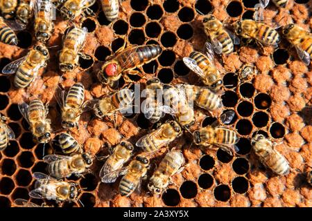 THE QUEEN ON A BROOD FRAME IN THE MIDDLE OF HER COLONY, WORKING WITH BEEHIVES, BURGUNDY, FRANCE Stock Photo