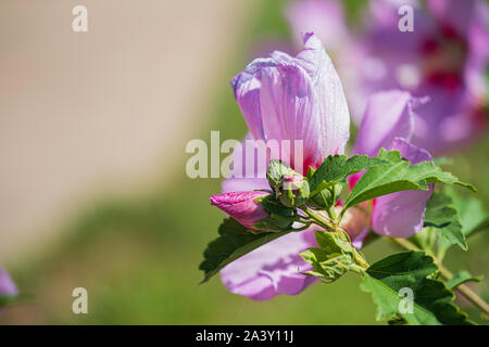 Rose of Sharon shrub, Althea, Hibiscus syriacus, Minerva althea, Hibiscus syriacus 'Minerva' in bloom with buds. USA Stock Photo