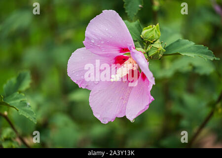 Rose of Sharon shrub, Althea, Hibiscus syriacus, Minerva althea, Hibiscus syriacus 'Minerva' in bloom with buds. USA Stock Photo