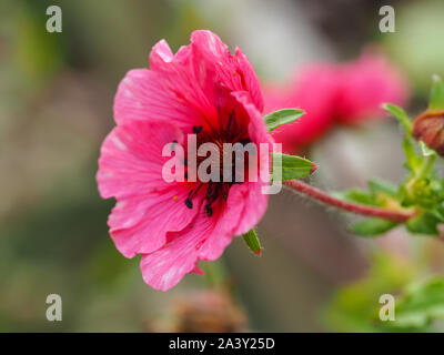 Beautiful pink flower of Potentilla nepalensis, variety 'Miss Willmott' Stock Photo
