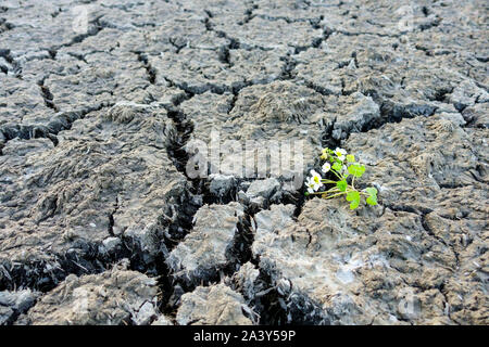 Cracked soil drought plant climate change impact Lack of water, global warming Dry cracked earth drought dry earth dry soil arid clay soil with cracks Stock Photo