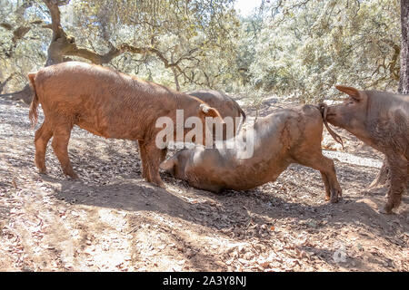 A group of Iberian pig in a cork tree shadow, in Jabugo village in the mountains of Aracena, Huelva, Spain Stock Photo