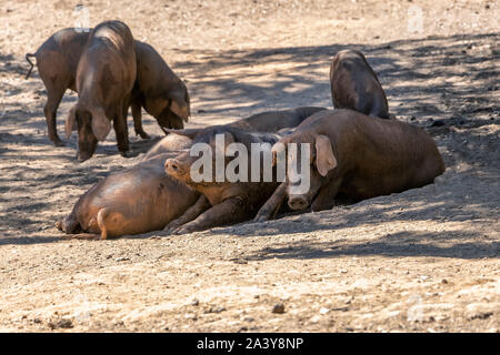A group of Iberian pig in a cork tree shadow, in Jabugo village in the mountains of Aracena, Huelva, Spain Stock Photo
