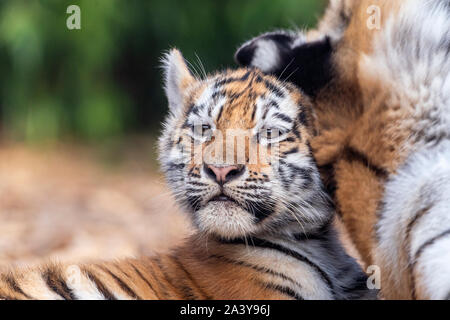 Female Amur tiger cub with her mum Stock Photo