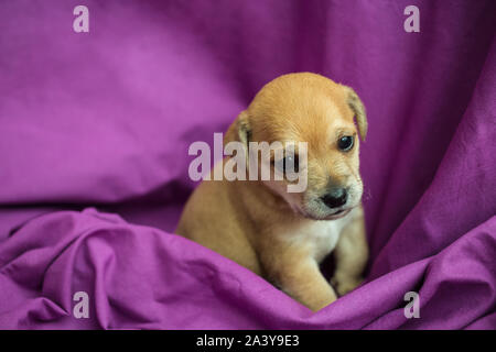 Brown puppy in folds of purple fabric Stock Photo