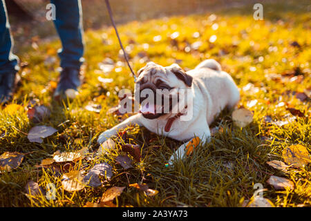 Man walking pug dog in autumn park. Happy puppy sitting on grass by man's legs. Dog resting Stock Photo