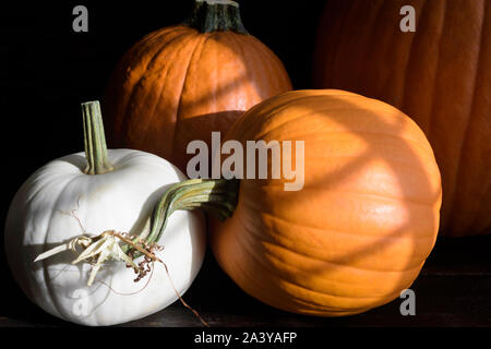 Rustic Grouping of Whole Pumpkins: Group of whole pumpkins of various sizes on a dark wood background Stock Photo