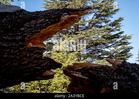 The Cedars (ARZ AL-RAB). Located around 5 km above Bcharré, Qadisha valley, Lebanon Stock Photo