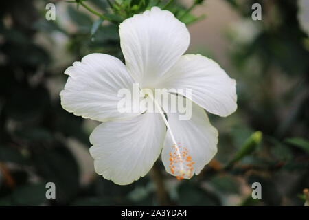 Close up of a white Hibiscus flower in full bloom using a bokeh effect