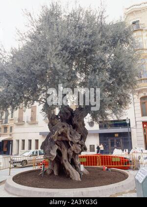OLIVO CENTENARIO EN LA PLAZA DE CORT. Location: EXTERIOR. Palma. MALLORCA.  SPAIN Stock Photo - Alamy
