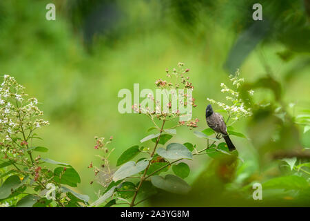 The red-vented bulbul bird perching on a branch surrounded with white and red flowers with green blurred background Stock Photo