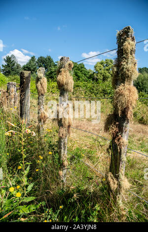 Rural farmland fencing with lichen and moss growing on the posts Stock Photo