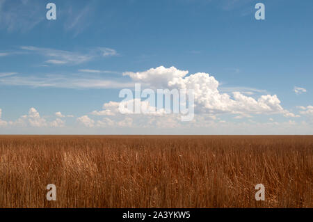 Field of straw after wheat grain is harvested against a blue sky in central Colorado, USA. Stock Photo