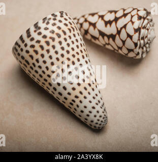 Patterned seashells Stock Photo
