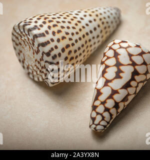 Patterned seashells Stock Photo