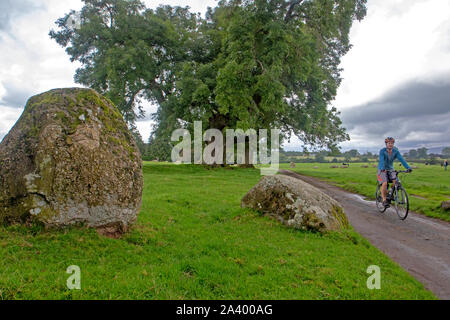 Cyclist riding between the stones of Long Meg Stone Circle - the Coast to Coast cycle route passes a few hundred metres from Long Meg Stock Photo