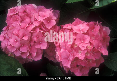 PINK HYDRANGEA MACROPHYLLA FLOWERHEADS IN FULL BLOOM. Stock Photo