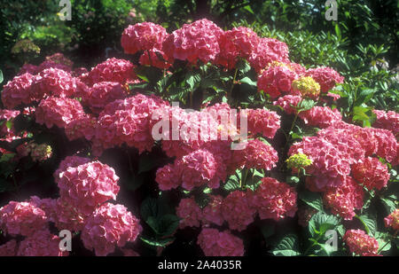 DEEP PINK HYDRANGEA (MACROPHYLLA) BUSH IN FLOWER. Stock Photo
