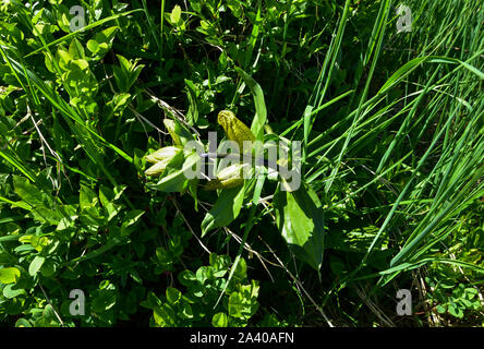 Gentiana lutea, the great yellow gentian. Stock Photo