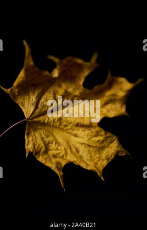 dry autumn leaves on a black background Stock Photo