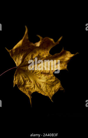 dry autumn leaves on a black background Stock Photo