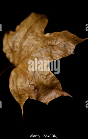 dry autumn leaves on a black background Stock Photo