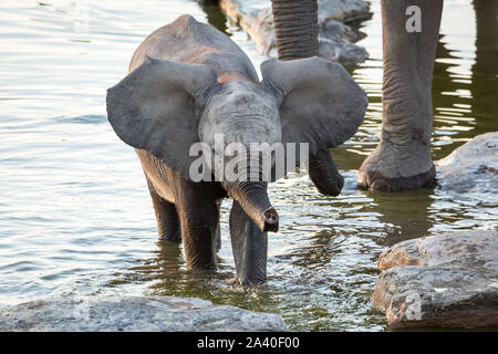 Cute elephant baby standing in a waterhole and playing with the water, Etosha, Namibia, Africa