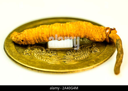 caterpillar fungus, medicine of the traditional tibetian medicine Stock Photo