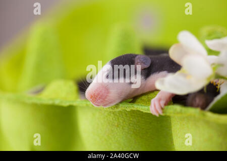 The concept of tenderness. Little mice with flowers. Rodents in a green box. Stock Photo