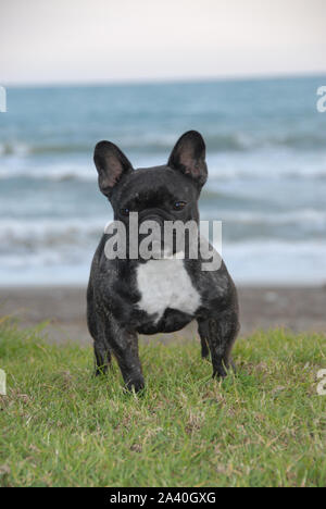 Dog breed French bulldog, small moloso by the sea Stock Photo