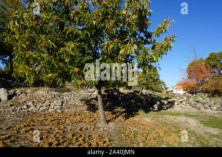 Landscape with chestnut tree in autumn with chestnuts on floor Stock Photo