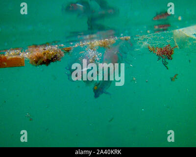 Bonassola (Sp) - mare sporco e invaso da meduse Stock Photo