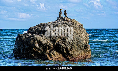 Cormorants On The Rock Stock Photo