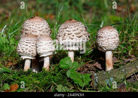 Shaggy parasol (Chlorophyllum rachodes), Mushroom group in youth stage, Schleswig-Holstein, Germany Stock Photo